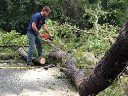 How Our Tree Care Process Works  in  Craigsville, WV