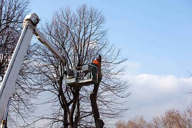 Professional Tree Care in Craigsville, WV